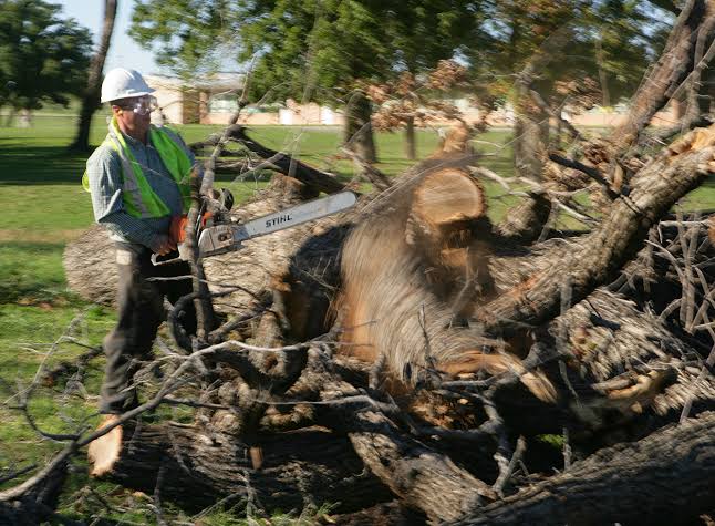 Emergency tree removal in St. Cloud